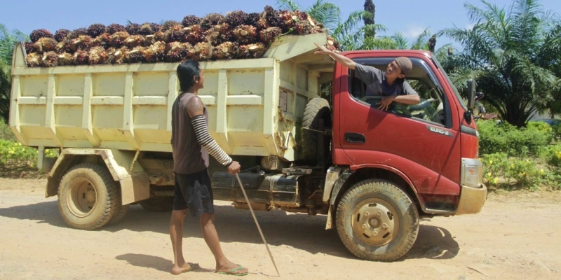 Pencurian Sawit di Kebun Marak Digerek Sindikat Terorganisir