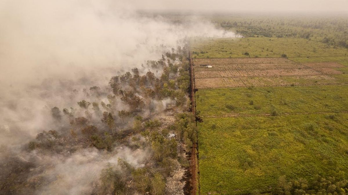 Sepuluh Tersangka Kebakaran Hutan dan Lahan Ditetapkan di Jambi