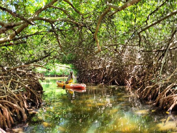 Peran Penting Akar Mangrove dalam Ekosistem Pesisir