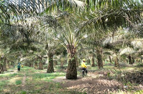 Asosiasi Petani Sawit Dorong Perubahan Regulasi Produk Hilirisasi