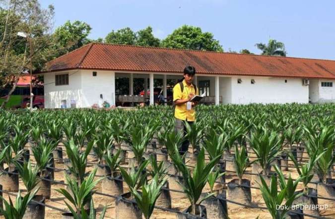 Kolaborasi BPDP untuk Meningkatkan Produktivitas Petani Sawit Mandiri
