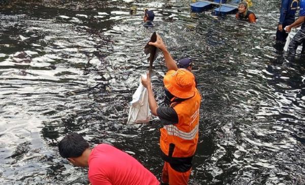 Ikan Sapu-Sapu Berpotensi Menjadi Pupuk Cair, Ini Cara Pengolahannya