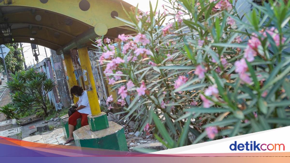 Keindahan Jalur Pejalan Kaki di Bekasi Timur dengan Mekarnya Bunga Oleander