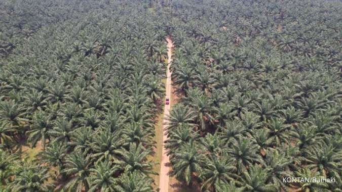 Produksi Sawit Diprediksi Menurun 2,9% pada 2027 Akibat Cuaca Kering dan Kenaikan Harga Pupuk