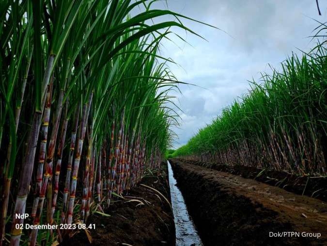 Kementerian Pertanian Luncurkan Benih Unggul Tebu untuk Tingkatkan Produksi Dalam Negeri