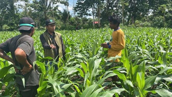Strategi Peningkatan Produktivitas Jagung Melalui Sumber Energi Pangan yang Efisien
