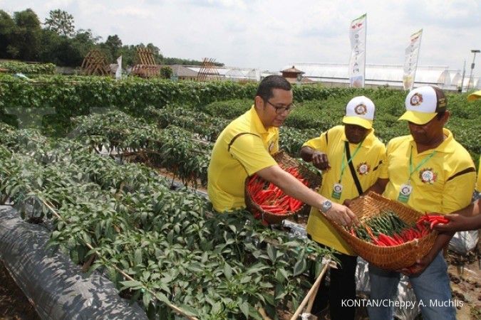Dampak El Nino terhadap Petani Cabai dan Solusi Melalui Benih Tahan Penyakit
