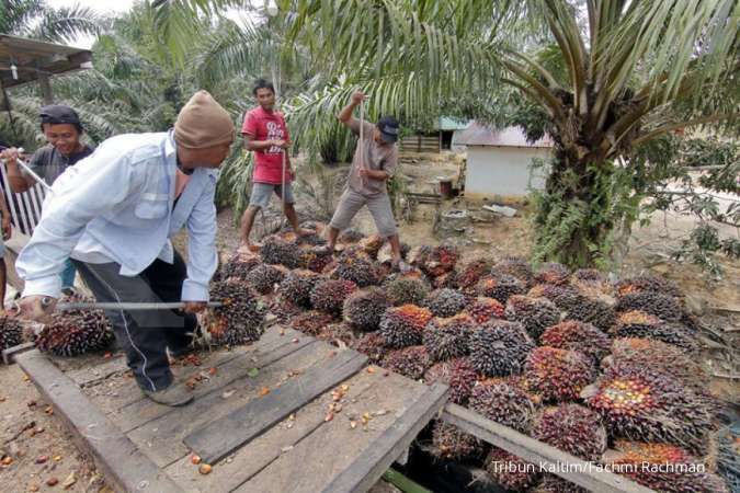 Kondisi El Nino Sebabkan Sungai Kapuas Surut, Pengiriman CPO Terganggu dan Harga TBS Menurun