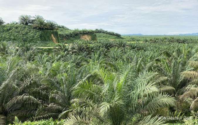 Ancaman Ganoderma Terhadap Perkebunan Sawit, Apkasindo Serukan Tindakan Pengendalian