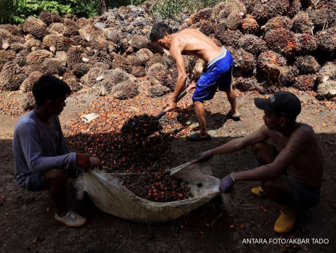 Potensi B50 untuk Meningkatkan Harga CPO dan TBS Petani