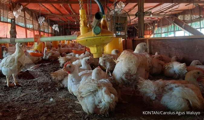 Kenaikan Harga Pakan Memicu Tantangan bagi Peternak Ayam