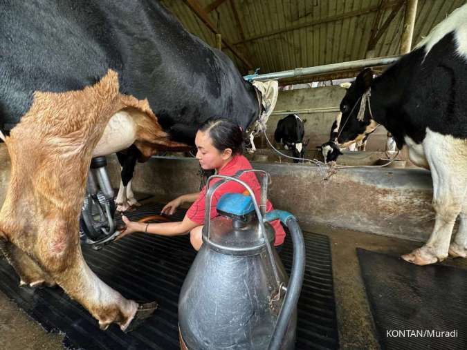 Dorongan Hilirisasi Sapi Perah, GKSI Tekankan Pentingnya Penguatan Sisi Hulu