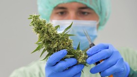 Penelitian: Penggunaan Ganja Tidak Terbukti Mengurangi Kecemasan