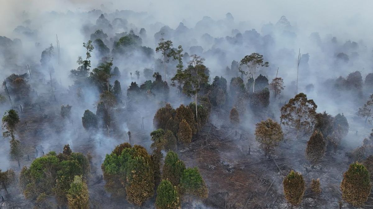 Tindakan Tegas Diperlukan Terhadap Korporasi Penyebab Kebakaran Hutan