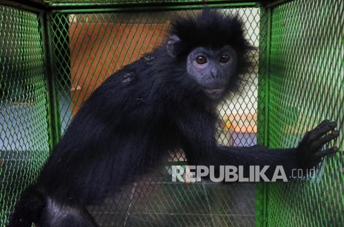 Kolaborasi Masyarakat dan Pemerintah dalam Penyelamatan Lutung Jawa