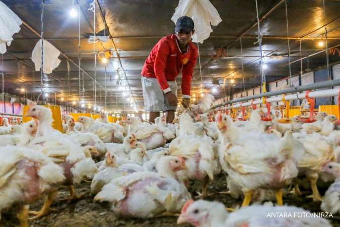 Harga Ayam dan Telur di Kalangan Peternak Mulai Stabil, MBG Berperan Penting dalam Penyerapan