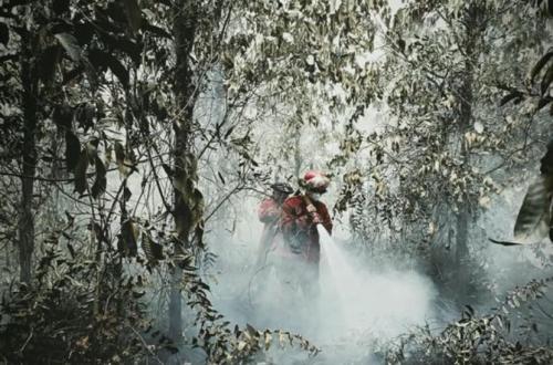 Kepala BNPB yang Baru Diharapkan Tingkatkan Penanganan Kebakaran Hutan dan Lahan