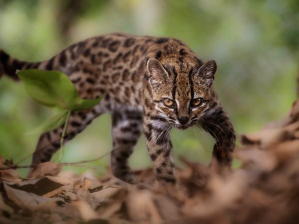 Kucing Baru Leopardus tilcayo, Si Mini Macan Tutul dari Bolivia