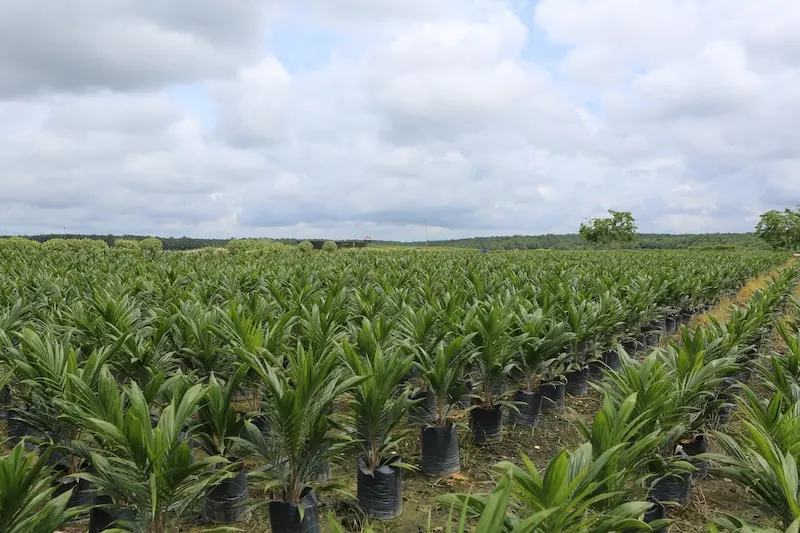 Laba Perusahaan DSNG Meningkat Signifikan, Kenaikan Harga CPO Jadi Faktor Utama
