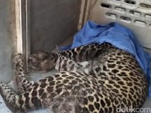 Evakuasi Macan Tutul di Dekat Permukiman Warga Bogor