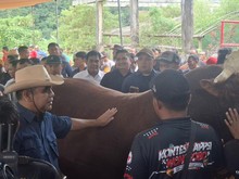 Muzani Gelar Kontes Sapi di Wonosobo: Peternak Bergembira Tanda Ekonomi Meningkat