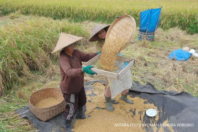 NTP Petani Pangan Mencapai Puncaknya Sejak Maret 2024, Bulog Menyerap 3,3 Juta Ton Beras