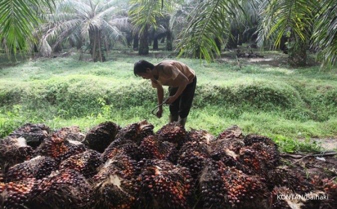 Harapan Pengusaha Kelapa Sawit Terhadap Pengakuan Sertifikasi ISPO oleh Uni Eropa