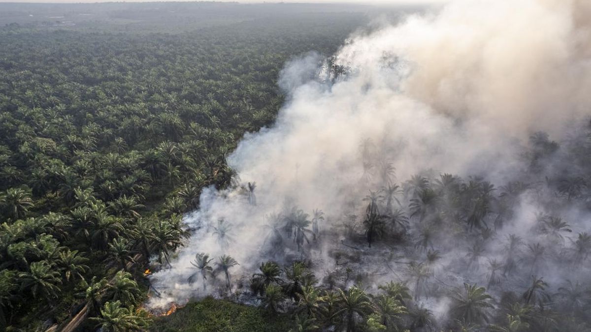 Polisi Masih Fokus pada Tersangka Perorangan dalam Kasus Kebakaran Hutan