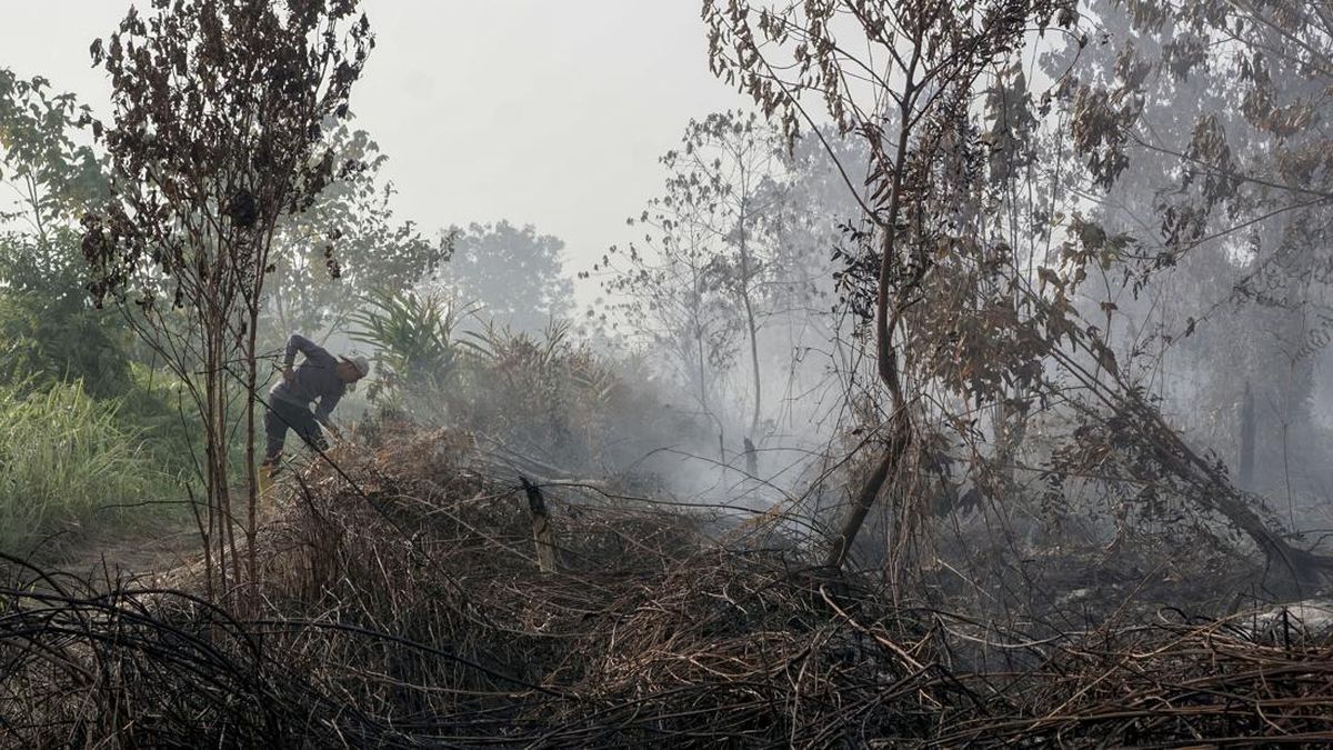 Penyelidikan Kebakaran Hutan di Kalimantan: Polisi Cari Pemodal Utama