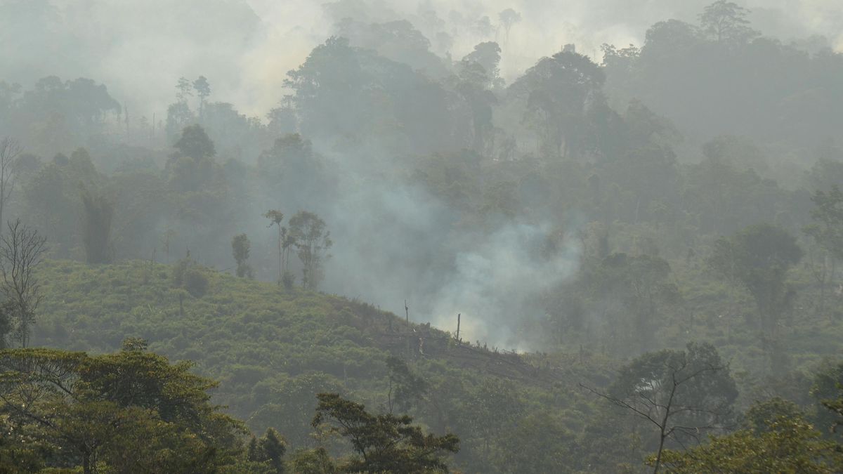 Penangkapan Pria di Berau Terkait Pembakaran Lahan untuk Perkebunan Sawit
