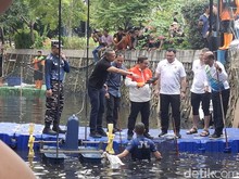 Pramono Tinjau Penangkapan Ikan Sapu-Sapu di Jakarta Utara, Perolehan Mencapai 200 Kilogram