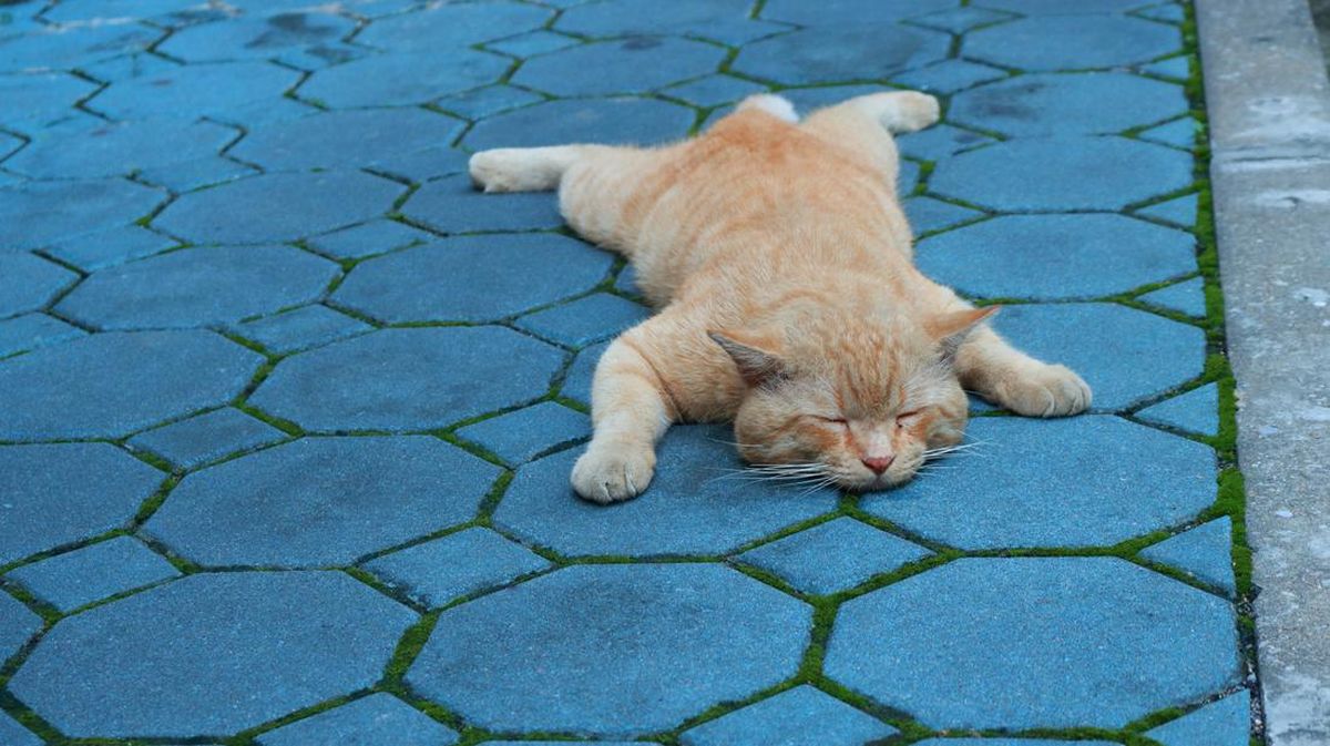 Pria di Semarang Ditangkap Karena Buang Kucing ke Jembatan