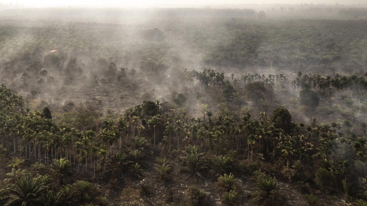 ---
Puntung Rokok Diduga Sebabkan Kebakaran Hutan di Rokan Hilir, Satu Tersangka Ditangkap

---