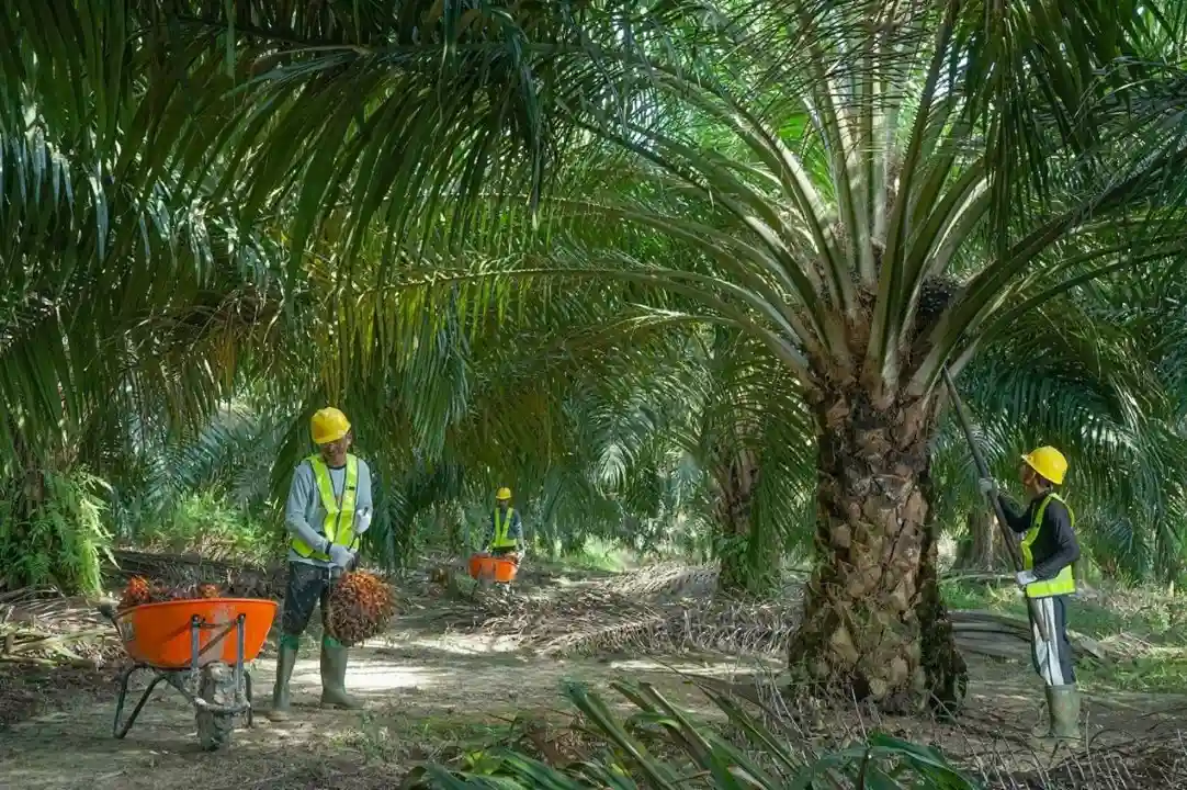 SSMS Catat Laba Rp1,16 T, Pendapatan Melonjak 42 Persen