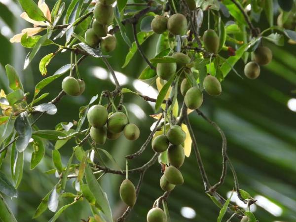 Keajaiban Tanaman Tamanu dari Sulawesi: Senyawa Bioaktif untuk Perawatan Kulit